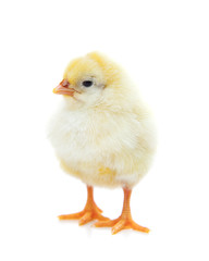 Cute little chick. All on white background