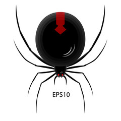 Black spider vector.