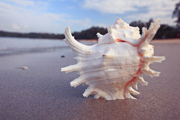 Tropical conch on a sandy beach