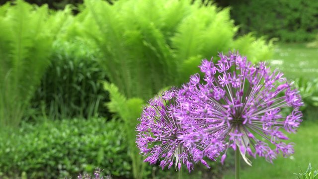 Purple allium decorative garlic flower blooms move in wind. Static focus change shot. 4K
