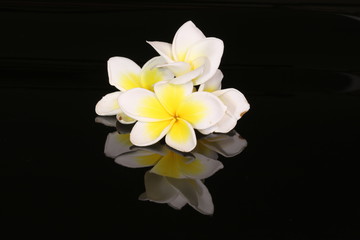 White Plumeria flower isolated on black background