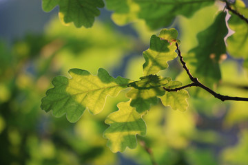 trees in bloom and the fruits of the park landscape