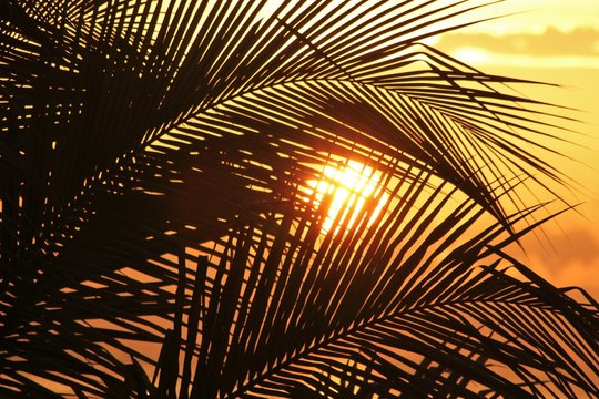 Sun of Jamaika