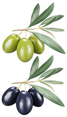 Green and black olives with leaves on a white background.
