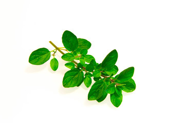 946 - fresh oregano leaves
