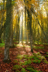 Sunlight in the autumn forest