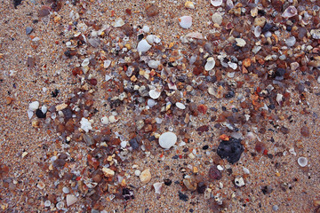 texture seashells