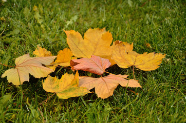 Leaves in Indian summer