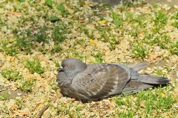 日向の鳩
