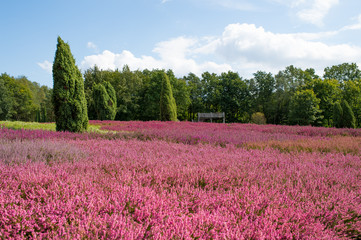 Natural lndscape of blue sky, bight pink flowers and green trees