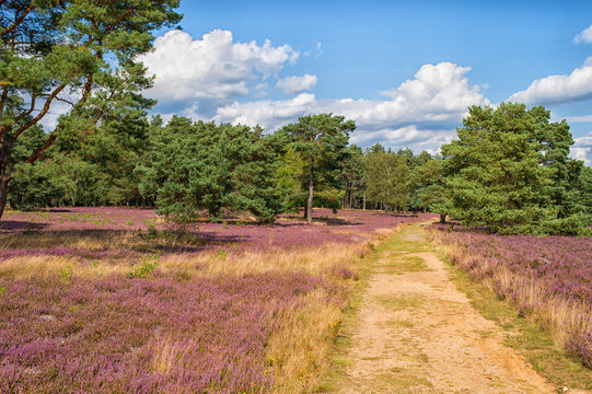 Landscape of road with blue sky, clouds, trees and and heide mea