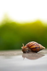 Snails are traveling