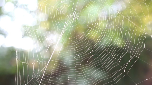 close up of a spider web in autumn day