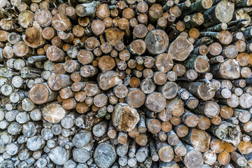 Brennholz für einen eisigen Winter