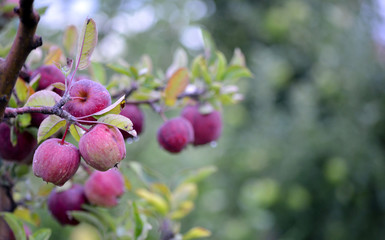 Apple fruits in october ready for harvesting in orchard