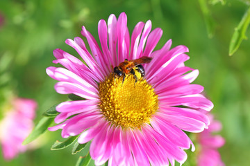 Cultivated flower with a bee