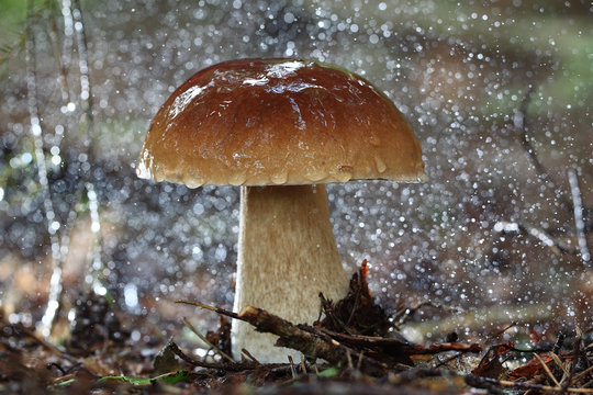 boletus edulis in the forest