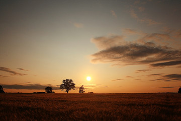 Fototapeta na wymiar landscape fantastic sunset on the wheat field sunbeams glare