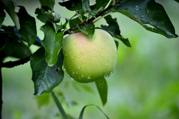 Apple fruits in october ready for harvesting in orchard