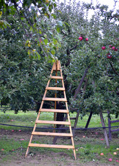 Apple fruits in october ready for harvesting in orchard