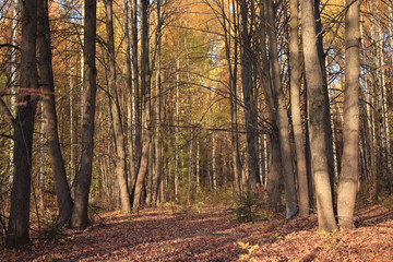 Obraz premium leaf fall in autumn park landscape