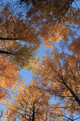 trees blue sky yellow leaves up