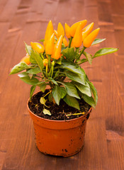 Chilli plant in vase on wooden table