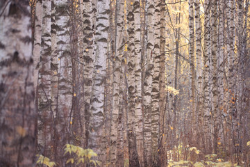 leaf fall in autumn park landscape