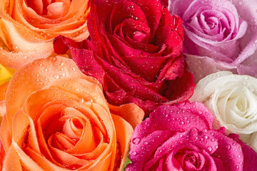 roses with dew drops in detail