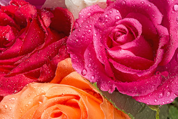 roses with dew drops in detail