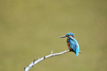 止まり木のカワセミ