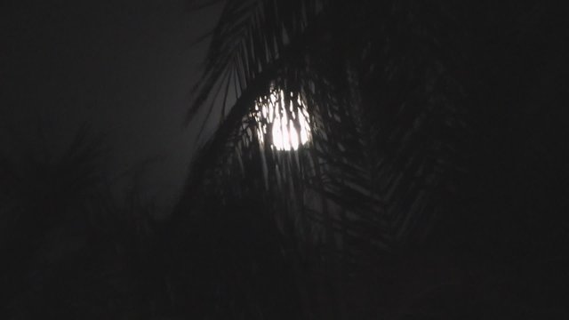 Full moon on a tropical night, silhouette palm trees 