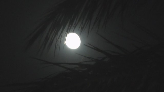 Full moon on a tropical night, silhouette palm trees 