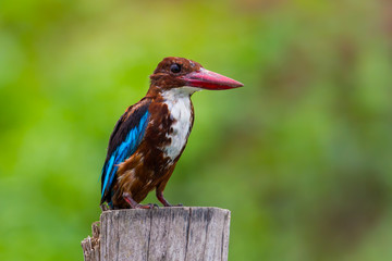 Close up of White-throated kingfisher(Halcyon smyrnensis) in nature 