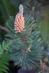 Ветка сосны © natakopyl