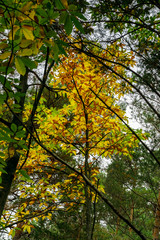 Fototapeta na wymiar Beautiful pine-tree forest in Alsace mountains, autumnal colors
