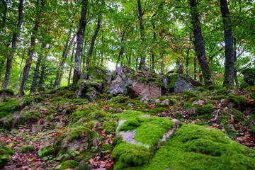 Beautiful turf covered stones with green moss in magic forest