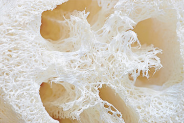 Loofah texture.