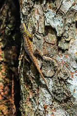 Lizard at Iguazu Falls, Argentina