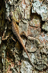 Lizard at Iguazu Falls, Argentina
