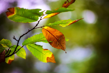 Beautiful pine-tree forest in Alsace mountains, autumnal colors