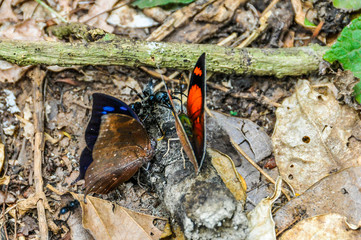 Butterflies at Iguazu Falls, Argentina