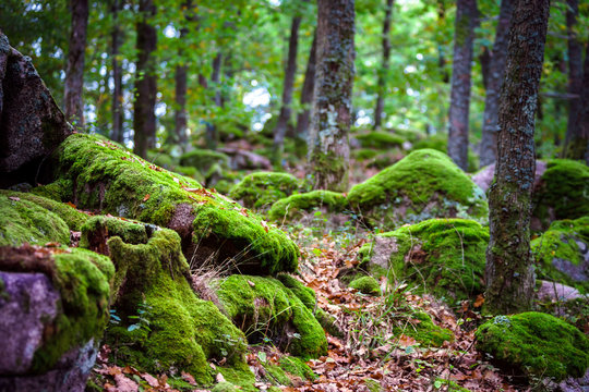 Fototapeta Beautiful turf covered stones with green moss in magic forest