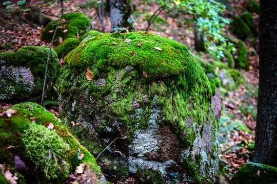 Fototapeta Beautiful turf covered stones with green moss in magic forest