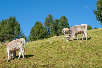 mucche al pascolo in montagna