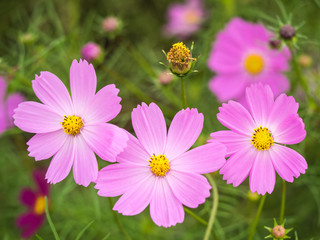 Fototapeta premium コスモス