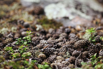 texture autumn pinecones