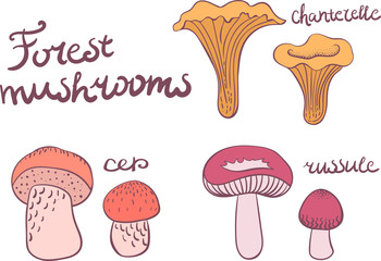 Forest mushrooms set 