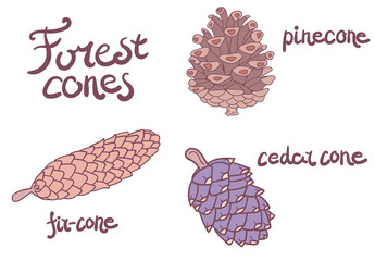 Forest conifer cones set