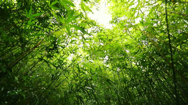 Bamboo Forest Light Filtering Through Canopy. Smooth Steadicam POV Shot
